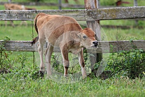 Jersey Calf in a Field on a Farm