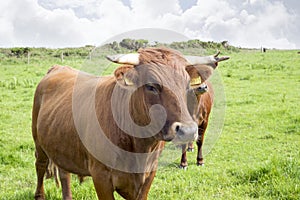 Jersey cattle on green pasture
