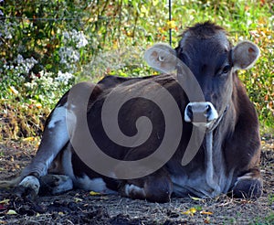 Jersey cattle are a small breed of dairy cattle.