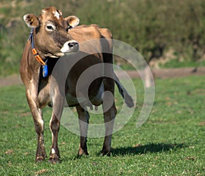 Jersey cow