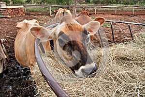 Jersey cow