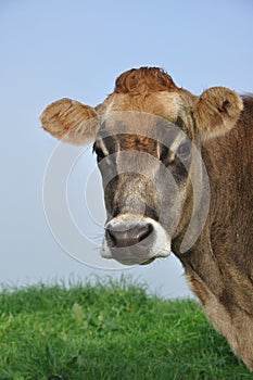 Jersey cow