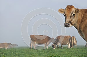 Jersey cow