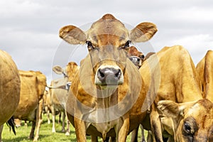 Jersey cow angry, a groep of Jersey cows, black nose brown coat