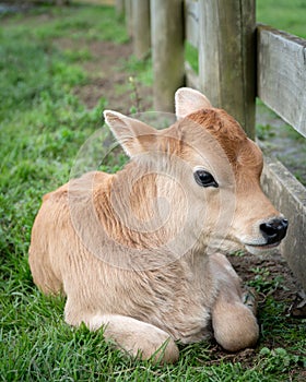 Jersey Cow Calf