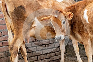 Jersey cow and calf, mother and son