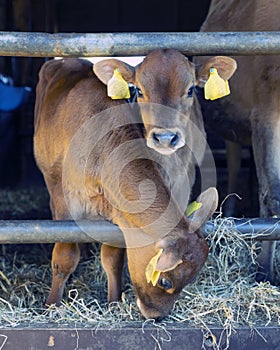Jersey cow and calves in open stable on dutch organic farm in holland