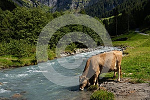 Jersey Cow grazes in alpine meadows. Cows at sunset. Cow on a green grass meadow. Cows gazing on green field