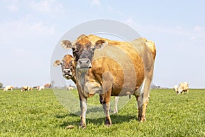 Jersey cow loll out her tongue, behind the back of another cow, the herd in the background, standing in a pasture under a pale