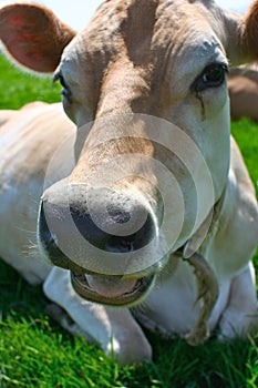 Jersey Cow lying in the grass