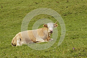 Jersey cow lying in green field