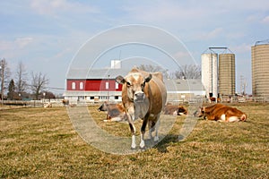 Jersey cow in a pasture