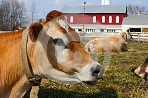 Jersey cow in a pasture