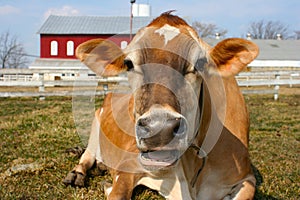 Jersey cow in a pasture