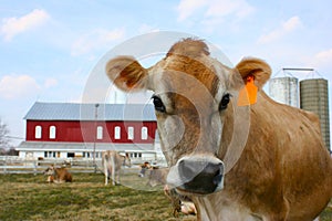 Jersey cow in a pasture