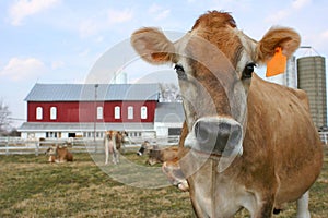 Jersey cow in a pasture