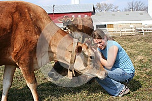 Jersey cow in a pasture