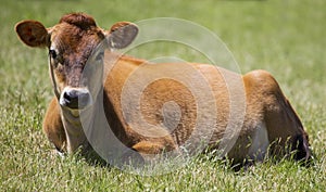 Jersey cow relaxing front profile