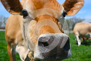 Jersey Cow sniffing at a camera
