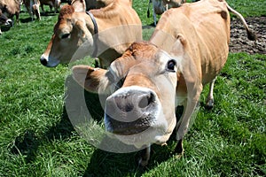 Jersey Cow Sniffing Camera