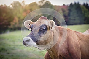 Jersey cow standing in a field on cloudy autumn day.