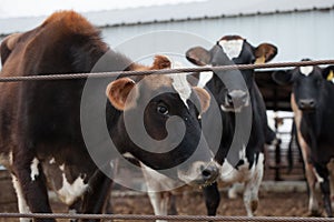 Jersey cows /dairy cattle farm