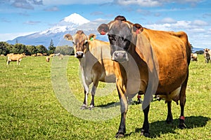 Jersey Cows on a dairy farm at the foot of Mount Taranaki Egmont New Zealand