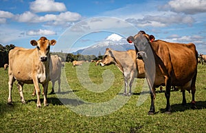Jersey Cows on a dairy farm at the foot of Mount Taranaki Egmont New Zealand