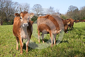 Jersey cows on a green grass