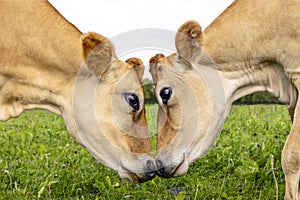 Jersey cows, two heads, love and playful, cuddling, fighting or mating