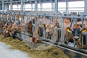 Jersey dairy cows in a free livestock stall