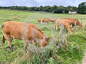 Jersey Dairy Cows are grazing