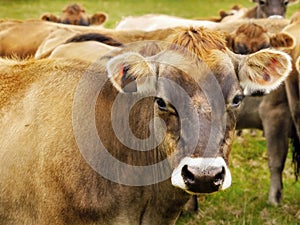 Jersey Dairy Cows Staring Cattle