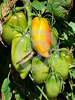 Jersey Devil Tomato Organic photo