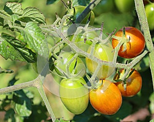 Jersey Devil Tomato Organic.