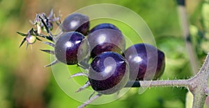 Jersey Devil Tomato Organic.