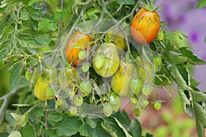 Jersey Devil Tomato Organic.