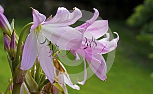 Jersey lily or belladonna-lily flowers, Amaryllis belladonna