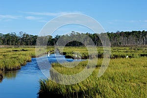 Jersey Shore Marshes and Wetlands