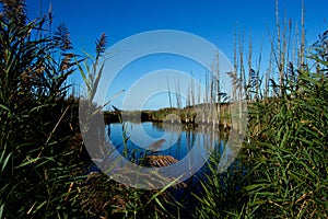 Jersey Shore Marshes and Wetlands