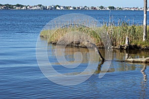 Jersey Shore Marshes and Wetlands