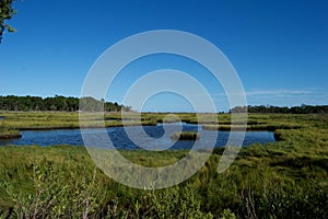 Jersey Shore Marshes and Wetlands