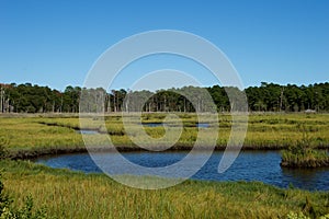 Jersey Shore Marshes and Wetlands