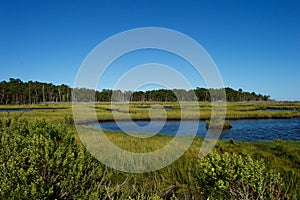 Jersey Shore Marshes and Wetlands