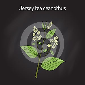 Jersey tea ceanothus Ceanothus americanus , or red root, mountainsweet, wild snowball.