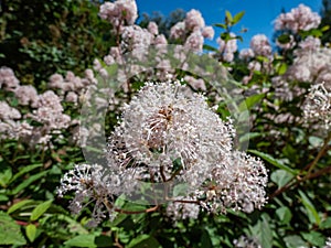 Jersey tea ceanothus, red root, mountain sweet or wild snowball Ceanothus americanus having thin branches flowering with white photo