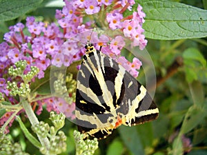 Jersey Tiger Butterfly