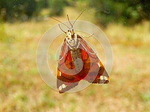 Jersey Tiger Butterfly