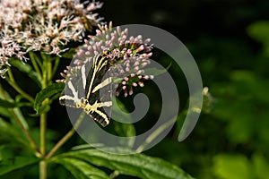 Jersey tiger butterfly Euplagia quadripunctaria sitting on austria alps flower