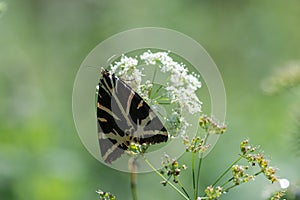 Jersey tiger euplagia quadripunctaria butterfly